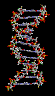 Animation of DNA Animation of DNA
